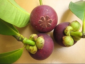 Mangosteen