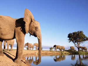 Visit Kruger park, in South Africa