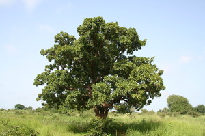 Shea, an African secret