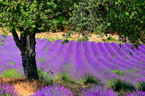 lavender: lavender field
