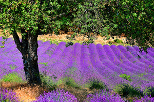 Benefits from lavender in natural state or in essential lavender oil