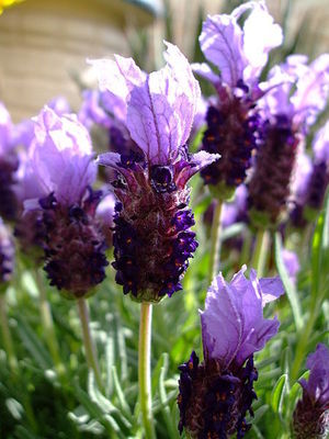 lavender: lavender flower