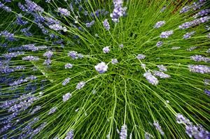 lavender: lavender young plant