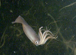 California submerged by giant squids