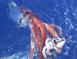 California submerged by giant squids