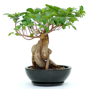 Ginseng, the plant