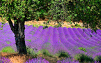 Benefits from lavender in natural state or in essential lavender oil